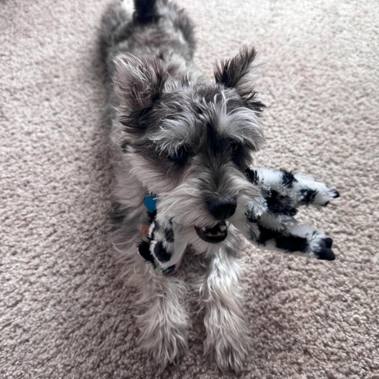 Spot Skinneeez Crinklers | Fabricless Dog Toy with Squeaker for Small Dogs | Crinkle Toy for Small Puppies | 14 Inch | Cow Design | Ethical Pet Spot Skinneeez Crinklers | Fabricless Dog Toy with Squeaker for Small Dogs | Crinkle Toy for Small Puppies | 14 Inch | Cow Design | Ethical Pet
