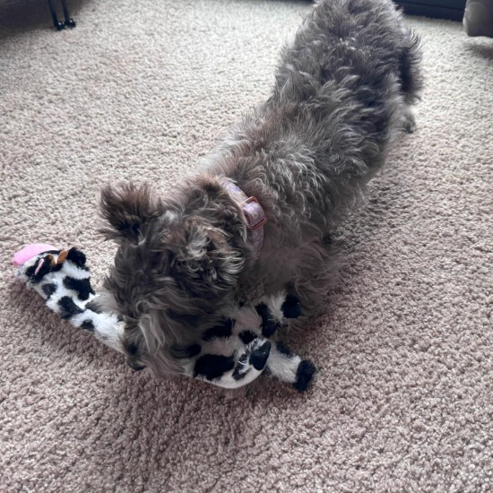 Spot Skinneeez Crinklers | Fabricless Dog Toy with Squeaker for Small Dogs | Crinkle Toy for Small Puppies | 14 Inch | Cow Design | Ethical Pet Spot Skinneeez Crinklers | Fabricless Dog Toy with Squeaker for Small Dogs | Crinkle Toy for Small Puppies | 14 Inch | Cow Design | Ethical Pet