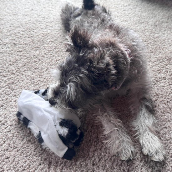 Spot Skinneeez Crinklers | Fabricless Dog Toy with Squeaker for Small Dogs | Crinkle Toy for Small Puppies | 14 Inch | Cow Design | Ethical Pet Spot Skinneeez Crinklers | Fabricless Dog Toy with Squeaker for Small Dogs | Crinkle Toy for Small Puppies | 14 Inch | Cow Design | Ethical Pet