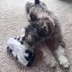 Spot Skinneeez Crinklers | Fabricless Dog Toy with Squeaker for Small Dogs | Crinkle Toy for Small Puppies | 14 Inch | Cow Design | Ethical Pet Spot Skinneeez Crinklers | Fabricless Dog Toy with Squeaker for Small Dogs | Crinkle Toy for Small Puppies | 14 Inch | Cow Design | Ethical Pet
