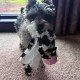Spot Skinneeez Crinklers | Fabricless Dog Toy with Squeaker for Small Dogs | Crinkle Toy for Small Puppies | 14 Inch | Cow Design | Ethical Pet Spot Skinneeez Crinklers | Fabricless Dog Toy with Squeaker for Small Dogs | Crinkle Toy for Small Puppies | 14 Inch | Cow Design | Ethical Pet