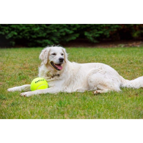Squeaky Tennis Balls, 3-Piece Squeaky Tennis Balls, 3-Piece