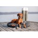 TRIXIE Be Nordic Plush Toys for Dogs Seagull Hinnerk - Maritime Cuddly Toy for Dogs to Play and Cuddle - Robust & Durable - 36042 TRIXIE Be Nordic Plush Toys for Dogs Seagull Hinnerk - Maritime Cuddly Toy for Dogs to Play and Cuddle - Robust & Durable - 36042