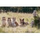 TRIXIE Enno Cuddly Toy Dog Made of Recycled Plush - Sustainable Dog Toy Be Eco Series - Soft Plush Toy for Dog Training & Fun, 40 cm - 34885