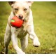 Toyz by Petface Rubber Frisbee Dog Toy Toyz by Petface Rubber Frisbee Dog Toy