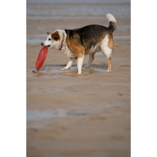 Toyz by Petface Rubber Frisbee Dog Toy Toyz by Petface Rubber Frisbee Dog Toy