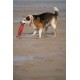 Toyz by Petface Rubber Frisbee Dog Toy Toyz by Petface Rubber Frisbee Dog Toy