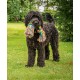 Toyz by Petface Triple Knot Rope Dog Toy, Small Toyz by Petface Triple Knot Rope Dog Toy, Small