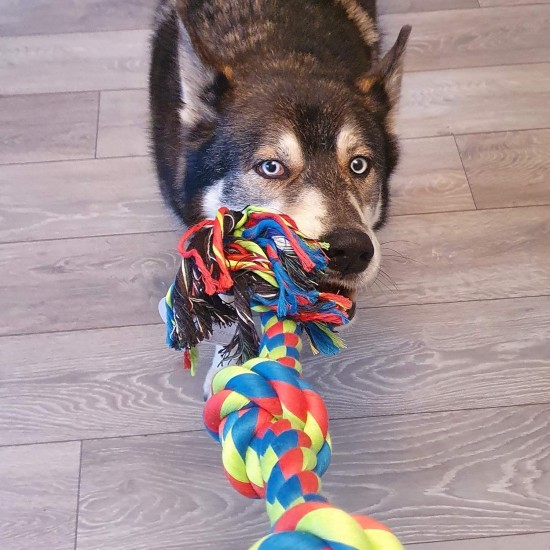 Toyz by Petface Triple Knot Rope Dog Toy, Small Toyz by Petface Triple Knot Rope Dog Toy, Small