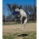 Triple Crown 74173 Easy Glider Multi (Frisbee) Approx. 28 cm / 180 g Triple Crown 74173 Easy Glider Multi (Frisbee) Approx. 28 cm / 180 g
