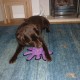 Tuffy T-JR-OB-PL Ser Odd Ball Pink Leopard Print Tuffy T-JR-OB-PL Ser Odd Ball Pink Leopard Print