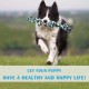 UPSKY 2 Pack Puppy Teeth Grinding Toys, Almost Indestructible, Teeth Cleaning Products, Prevents Boredom and Relieves Stress