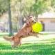 Wham-O Pets Frisbee Gripsbee - The Original Fetch Flyer - Jumbo Frisbee - Flying Floating Disc Dog Toy Wham-O Pets Frisbee Gripsbee - The Original Fetch Flyer - Jumbo Frisbee - Flying Floating Disc Dog Toy