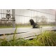 Zen-Kat Wild Life Dog Raven Zen-Kat Wild Life Dog Raven