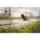 Zen-Kat Wild Life Dog Raven Zen-Kat Wild Life Dog Raven