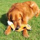 Zingy Fox Zingy Fox