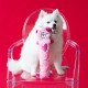 ZippyPaws Jigglerz® Duck ZippyPaws Jigglerz® Duck