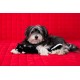 ZippyPaws Jigglerz® Duck ZippyPaws Jigglerz® Duck