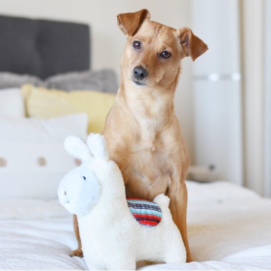 ZippyPaws Storybook Snugglerz Liam the Lama Dog Toy, Cuddly Plush Toy with Squeaker, Ideal for Small to Medium Dogs, 24 Pieces per Box ZippyPaws Storybook Snugglerz Liam the Lama Dog Toy, Cuddly Plush Toy with Squeaker, Ideal for Small to Medium Dogs, 24 Pieces per Box