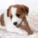 Benebone Durable Dog Chew Toy Box for Aggressive Chewers with Wishbone, Fishbone, Stick & Zaggler, Medium Benebone Durable Dog Chew Toy Box for Aggressive Chewers with Wishbone, Fishbone, Stick & Zaggler, Medium