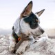 Benebone Durable Dog Chew Toy Box for Aggressive Chewers with Wishbone, Fishbone, Stick & Zaggler, Medium Benebone Durable Dog Chew Toy Box for Aggressive Chewers with Wishbone, Fishbone, Stick & Zaggler, Medium