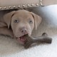 Benebone Indestructible Maple Chew Toy for Aggressive Chewers, Durable and Durable for Puppies, Real Maple Wood for Small Dogs, Product Benebone Indestructible Maple Chew Toy for Aggressive Chewers, Durable and Durable for Puppies, Real Maple Wood for Small Dogs, Product