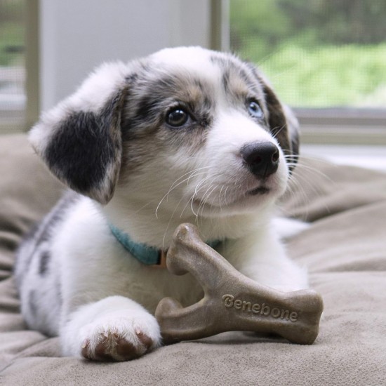 Benebone Small Puppy Soft Toy Bone - Suitable for Moderate Chewing Benebone Small Puppy Soft Toy Bone - Suitable for Moderate Chewing