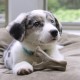 Benebone Small Puppy Soft Toy Bone - Suitable for Moderate Chewing Benebone Small Puppy Soft Toy Bone - Suitable for Moderate Chewing