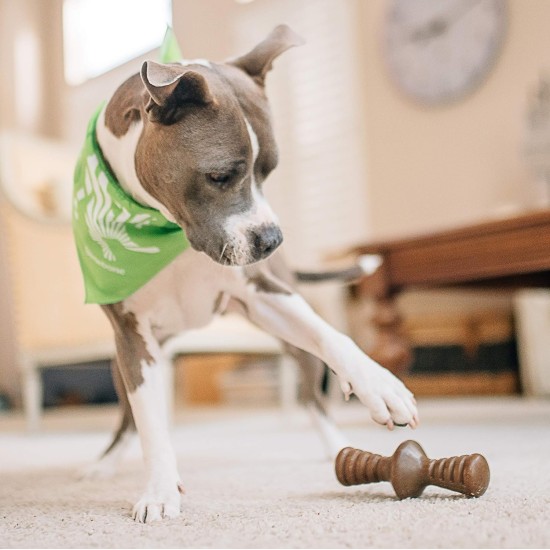 Benebone Zaggler Indestructible Rolling Dog Chew Toy for Aggressive Chewers, Long-Lasting Durable Boredom Breaker for Dogs, Real Chicken Flavour, for Medium Dogs, Made in Benebone Zaggler Indestructible Rolling Dog Chew Toy for Aggressive Chewers, Long-Lasting Durable Boredom Breaker for Dogs, Real Chicken Flavour, for Medium Dogs, Made in