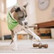 Benebone Zaggler Indestructible Rolling Dog Chew Toy for Aggressive Chewers, Long-Lasting Durable Boredom Breaker for Dogs, Real Chicken Flavour, for Medium Dogs, Made in Benebone Zaggler Indestructible Rolling Dog Chew Toy for Aggressive Chewers, Long-Lasting Durable Boredom Breaker for Dogs, Real Chicken Flavour, for Medium Dogs, Made in