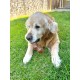 Flamingo Rubba Bone Dog Toy - Brown, Made of Natural Rubber, Robust and Safe, Size L (20 x 6 x 6 cm), Ideal for Labradors, Golden Retrievers, German Shepherds, Boxers etc. Flamingo Rubba Bone Dog Toy - Brown, Made of Natural Rubber, Robust and Safe, Size L (20 x 6 x 6 cm), Ideal for Labradors, Golden Retrievers, German Shepherds, Boxers etc.