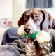 Interpet 981420 Nylabone Da Chew Bone Souper XL Interpet 981420 Nylabone Da Chew Bone Souper XL