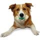 Interpet 981420 Nylabone Da Chew Bone Souper XL Interpet 981420 Nylabone Da Chew Bone Souper XL