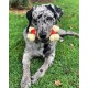 Interpet 982649 Nylabone Dura Chew Double Bend Chew Bone, Wolf, M