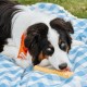 Interpet NBC905PEU Nylabone Extreme Chewers Halter Peanut Butter Extra Large Interpet NBC905PEU Nylabone Extreme Chewers Halter Peanut Butter Extra Large
