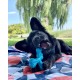 Nylabone 983770 Dura Power Chew, X-Shaped Bone, Beef Flavour, for Small Dogs (up to 11 kg), S Nylabone 983770 Dura Power Chew, X-Shaped Bone, Beef Flavour, for Small Dogs (up to 11 kg), S
