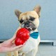 Nylabone 984654 Fillable Natural Rubber Chew Toy for Dogs, Bacon Flavour, Interactive Chew Toy, Hunting & Fetching, Suitable for Small Dogs (up to 11 kg), S