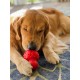 Nylabone 984654 Fillable Natural Rubber Chew Toy for Dogs, Bacon Flavour, Interactive Chew Toy, Hunting & Fetching, Suitable for Small Dogs (up to 11 kg), S