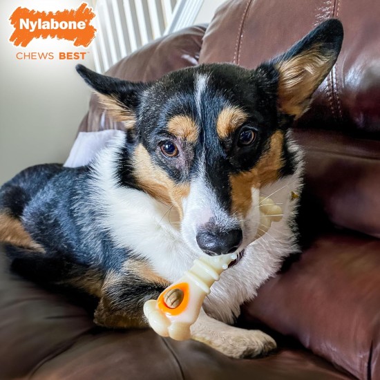 Nylabone 984654 Fillable Natural Rubber Chew Toy for Dogs, Bacon Flavour, Interactive Chew Toy, Hunting & Fetching, Suitable for Small Dogs (up to 11 kg), S Nylabone 984654 Fillable Natural Rubber Chew Toy for Dogs, Bacon Flavour, Interactive Chew Toy, Hunting & Fetching, Suitable for Small Dogs (up to 11 kg), S
