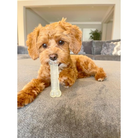 Nylabone Dog Value Pack, Small Nylabone Dog Value Pack, Small