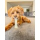 Nylabone Dog Value Pack, Small Nylabone Dog Value Pack, Small