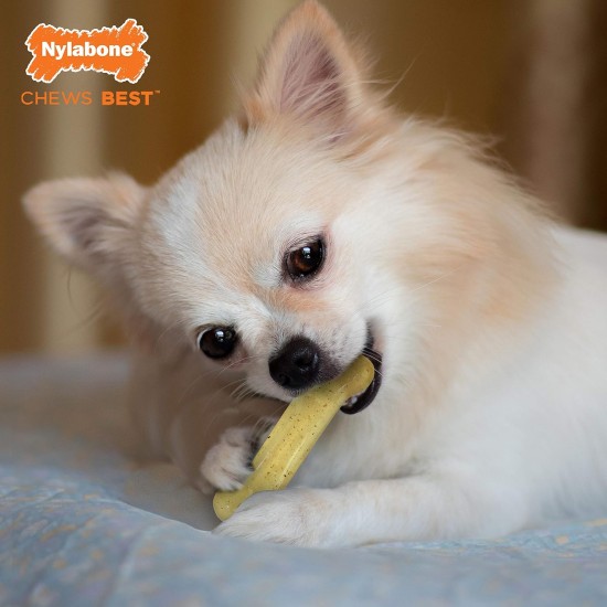 Nylabone Dog Value Pack, Small Nylabone Dog Value Pack, Small