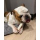 Nylabone Dura Bacon Chew, Medium Nylabone Dura Bacon Chew, Medium