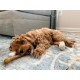 Nylabone Dura Chicken Chew, Large Nylabone Dura Chicken Chew, Large