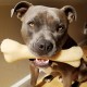 Nylabone Dura Original Chew, Large