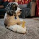 Nylabone Dura Original Chew, Large