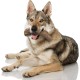 Nylabone Extreme Chew Beef Bone Dog Chew Nylabone Extreme Chew Beef Bone Dog Chew