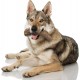 Nylabone Extreme Chew Beef Bone Dog Chew Nylabone Extreme Chew Beef Bone Dog Chew