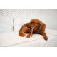 Nylabone Extreme Chew Femur Beef Flavour Dog Chew, 225 g Nylabone Extreme Chew Femur Beef Flavour Dog Chew, 225 g