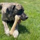Nylabone Extreme Chew and Tooth Toy for Dogs, Dog Bones for Aggressive/Strong Chewing, Original Flavour, for Small Dogs up to 11 kg